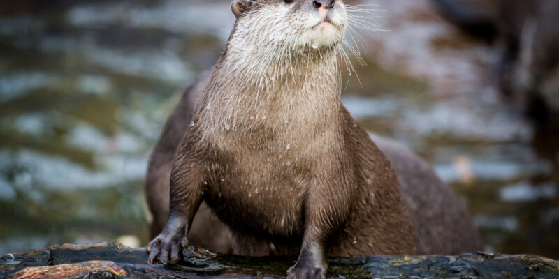 Nature Photography: Otter