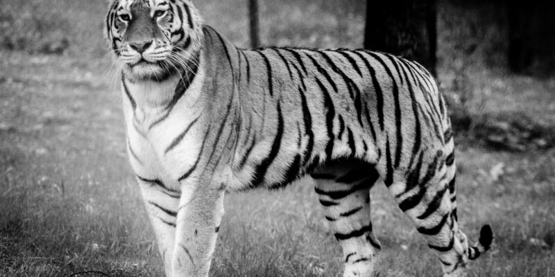 Photography: Black and White Tiger