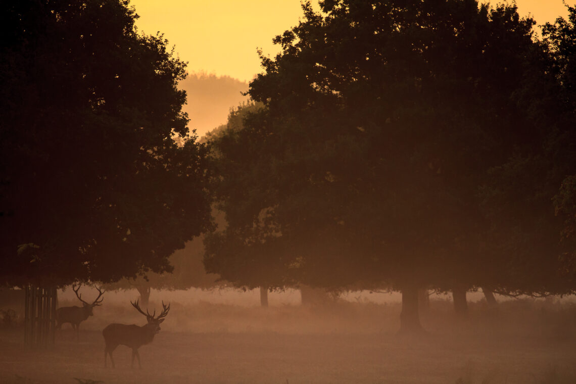 Deer in the mist at Richmond Park