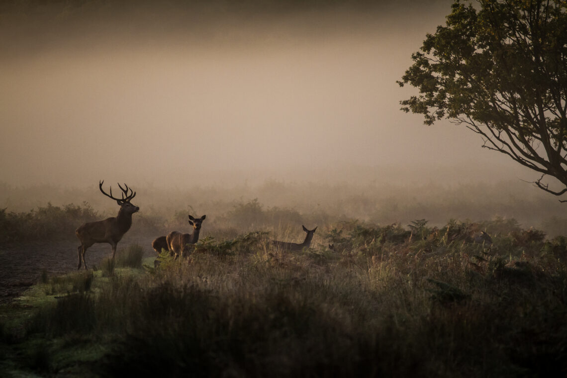Deer in the mist at Richmond Park