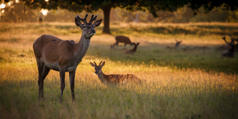 Deer at Sunset in Richmond Park