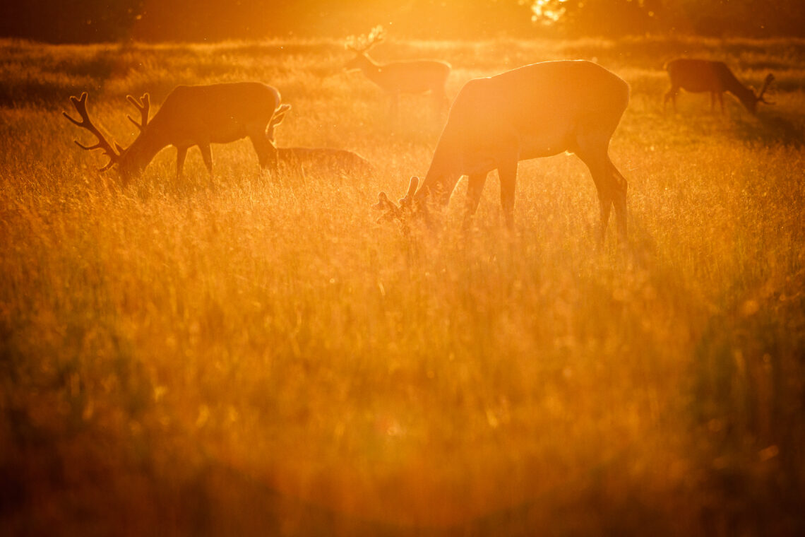 Deer at sunset in Richmond Park