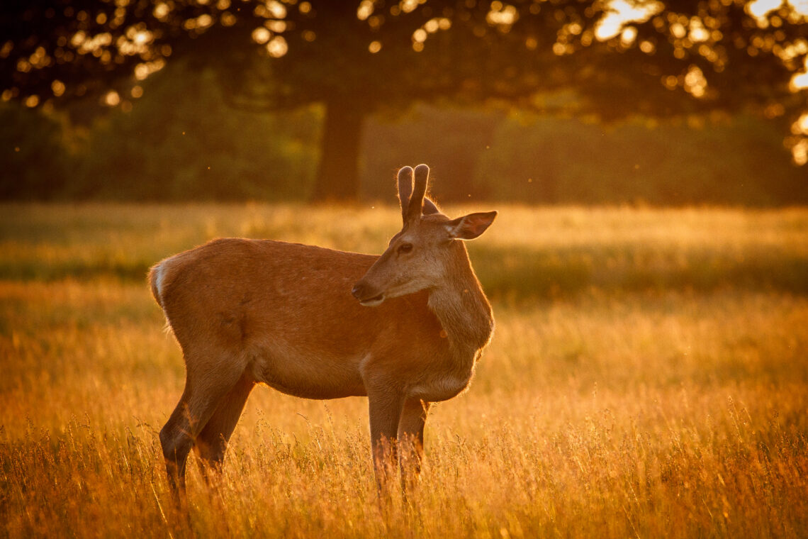 Deer at sunset in Richmond Park