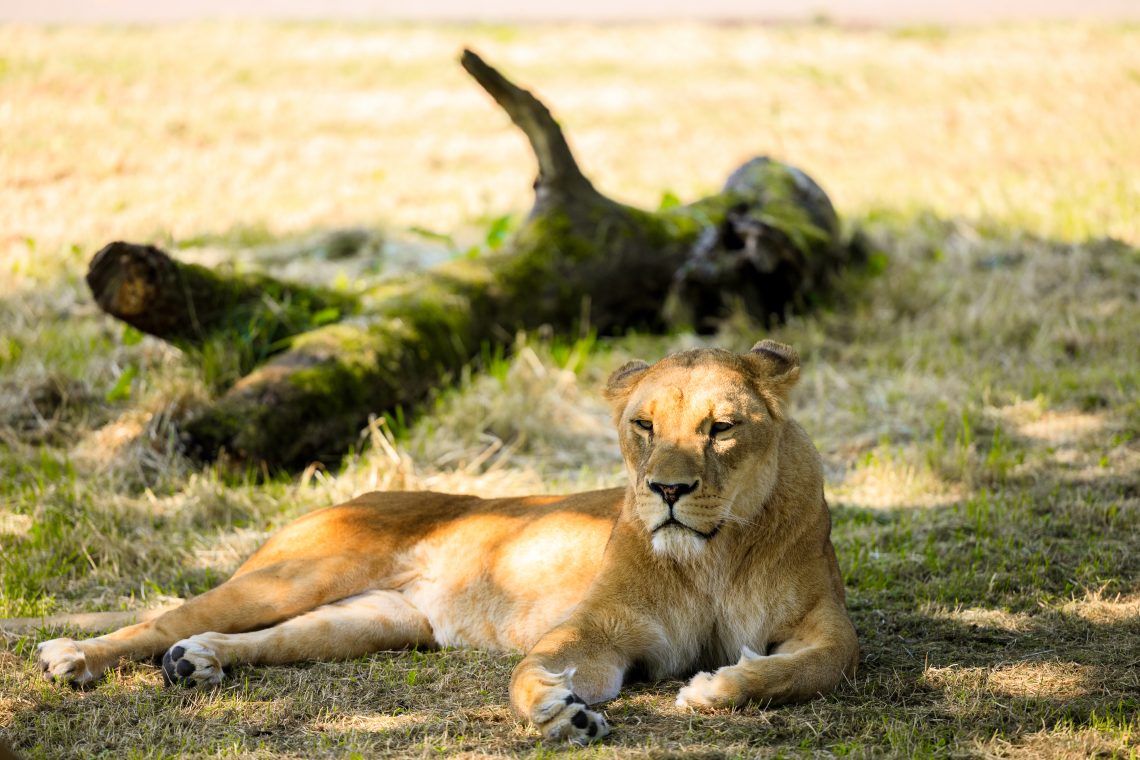 Longleat Safari Park Lion