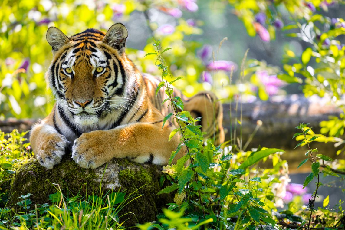 Longleat Safari Park Tiger