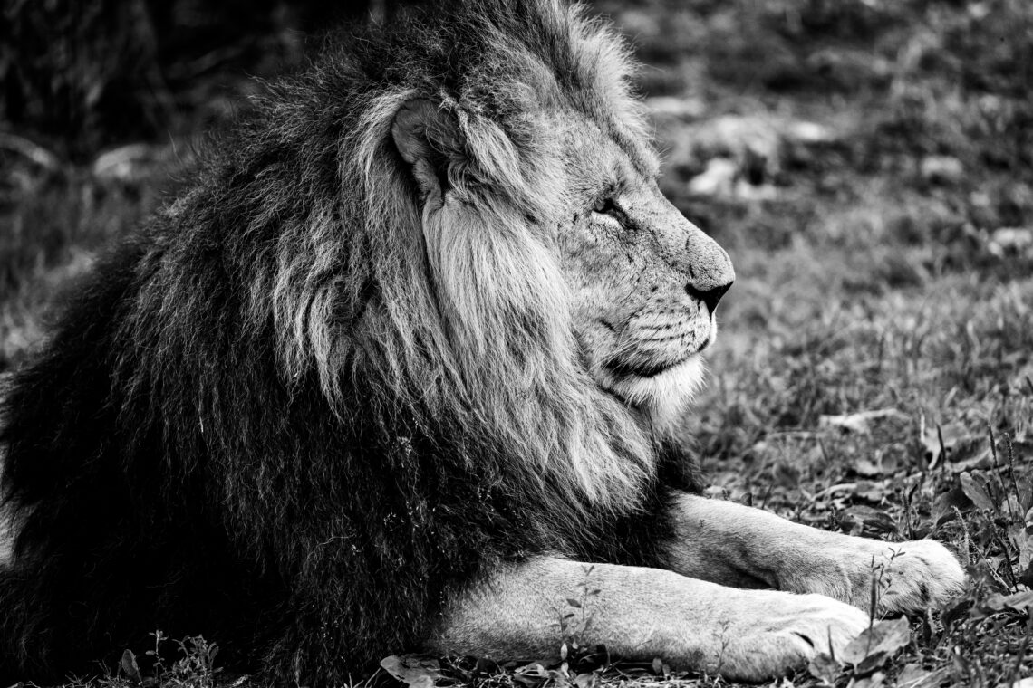 Longleat Lion in Black and White
