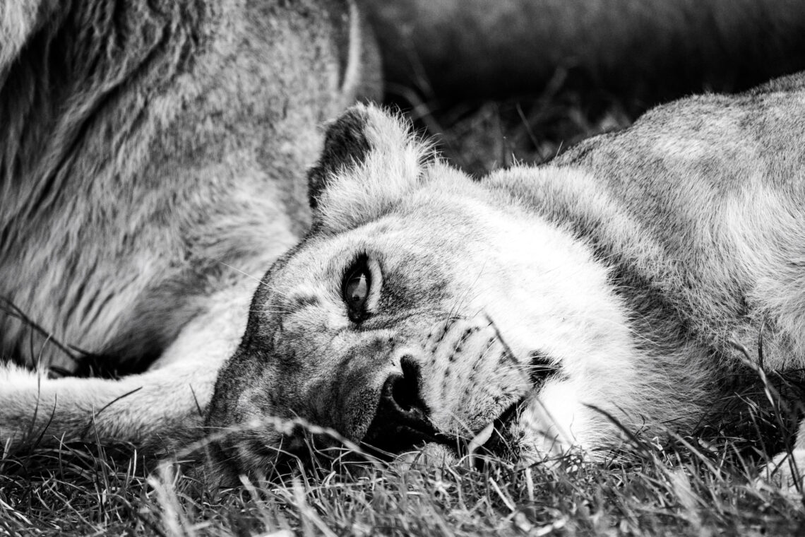 Longleat Lioness in Black and White