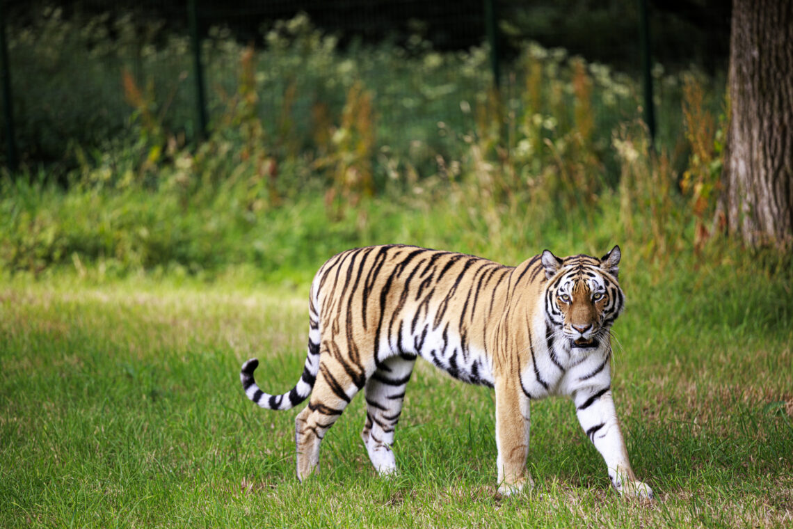 Longleat Tiger Yana