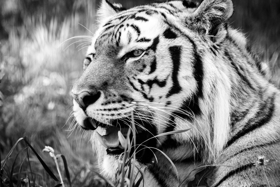 Longleat Tiger Yana Black and White