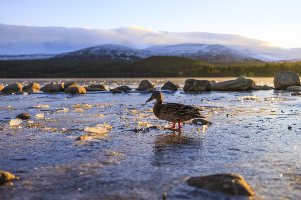 Scotland - A duck on a frozen lake with mountains in the background