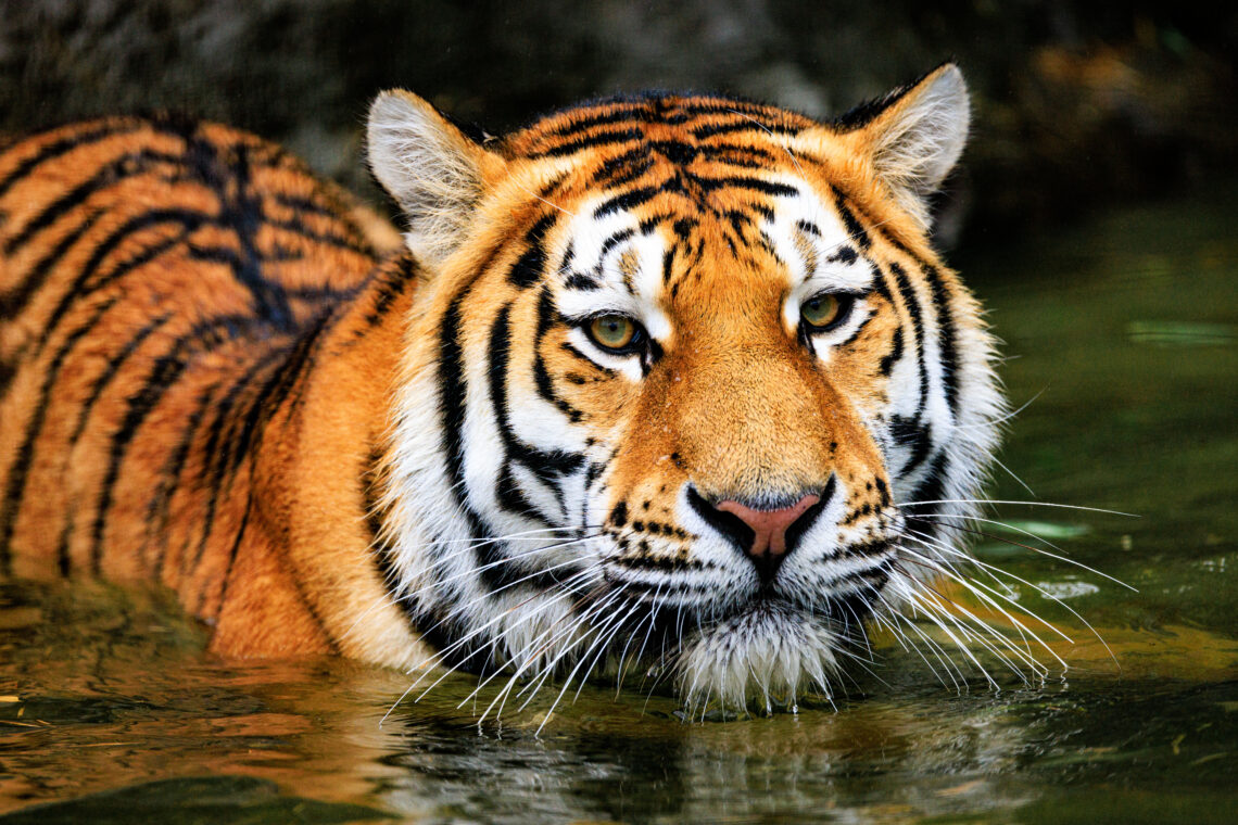 Luca - Panthera Tigris Altaica/Amur Tiger