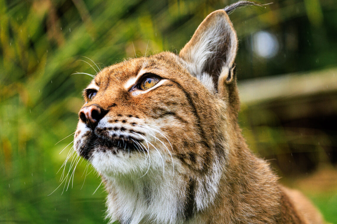 Petra - Eurasian Lynx