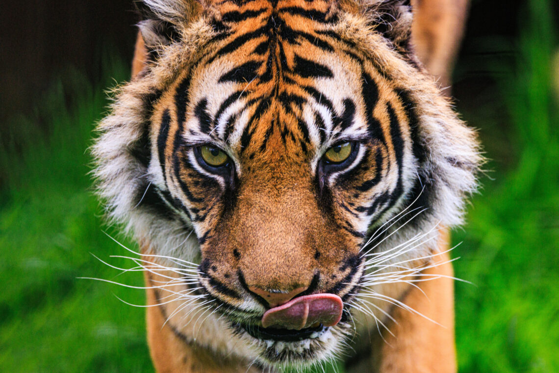 Puna - Panthera Tigris Sumatrae/Sumatran Tiger