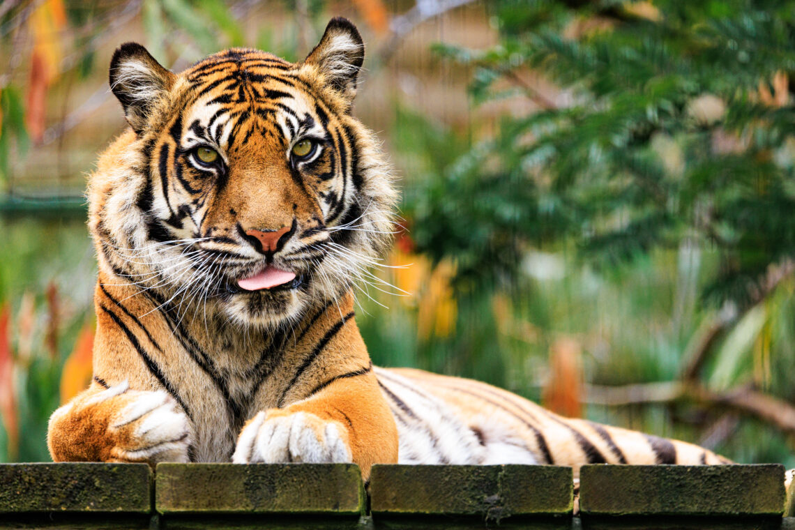 Puna - Panthera Tigris Sumatrae/Sumatran Tiger
