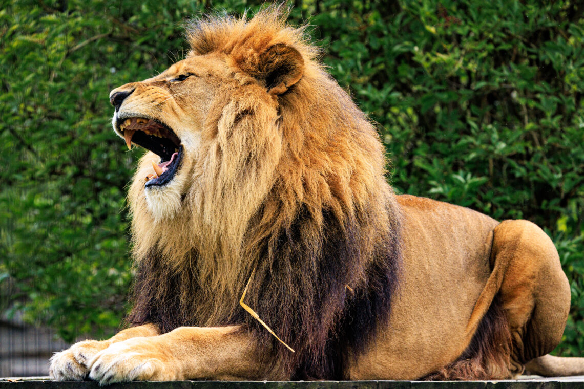Sahee - Panthera Leo/Lion