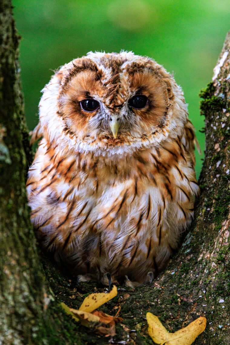 British Wildlife Centre - Owl