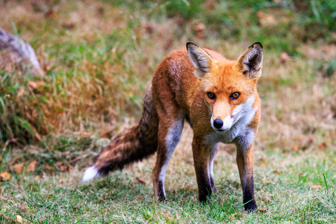 British Wildlife Centre - Fox