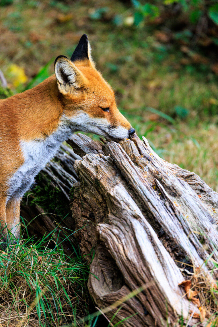 British Wildlife Centre - Fox