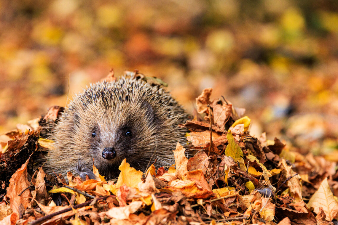 British Wildlife Centre - Hedgehog