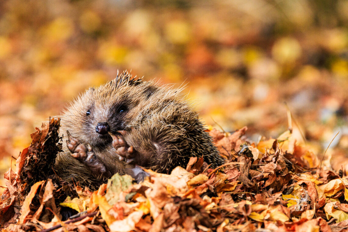 British Wildlife Centre - Hedgehog