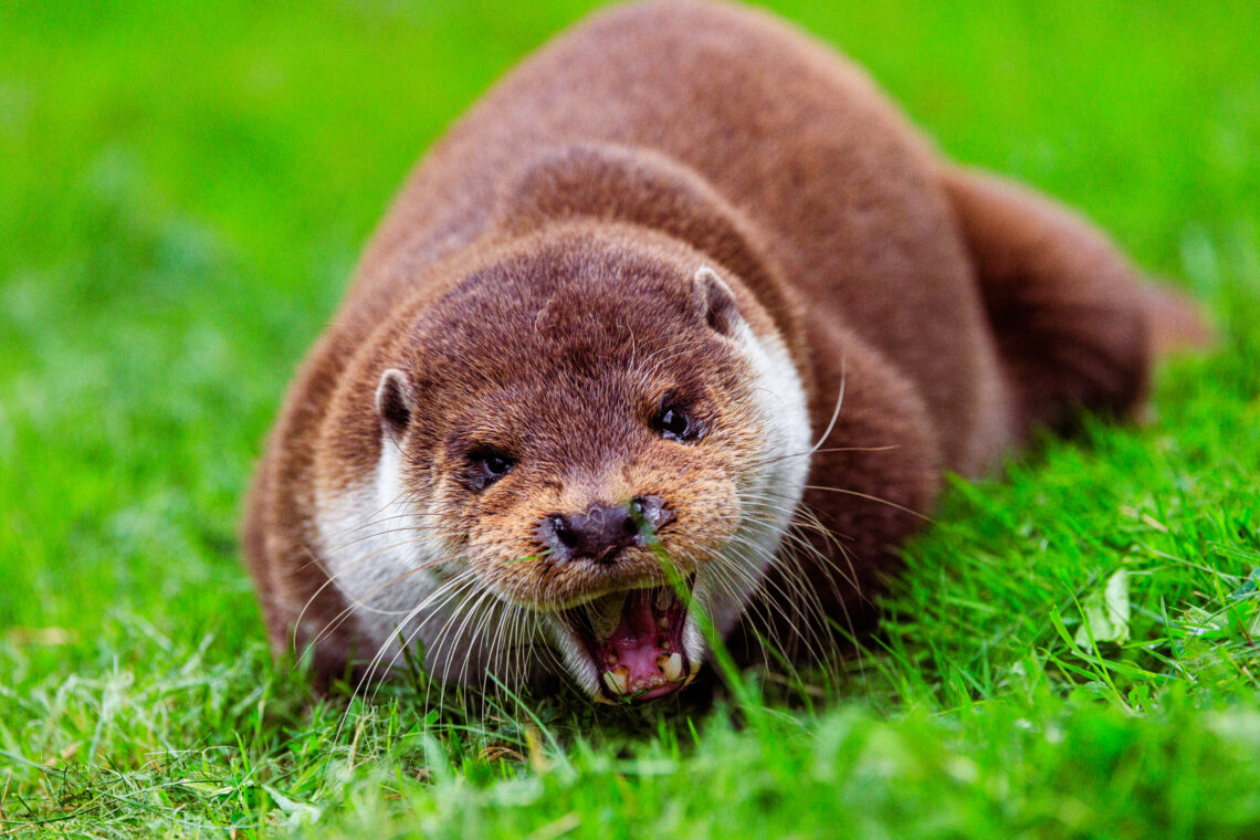 British Wildlife Centre - Otter