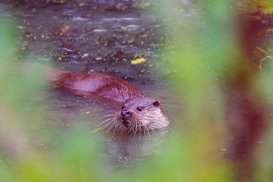 British Wildlife Centre - Otter