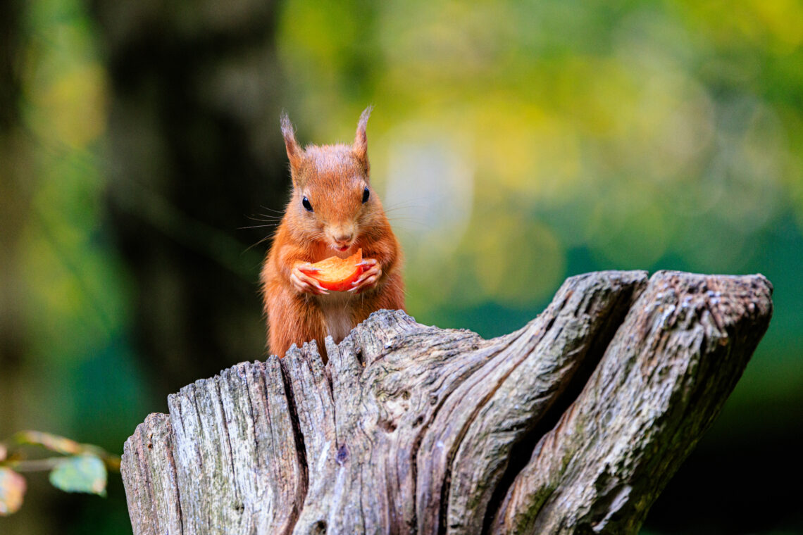 British Wildlife Centre - Red Squirrel