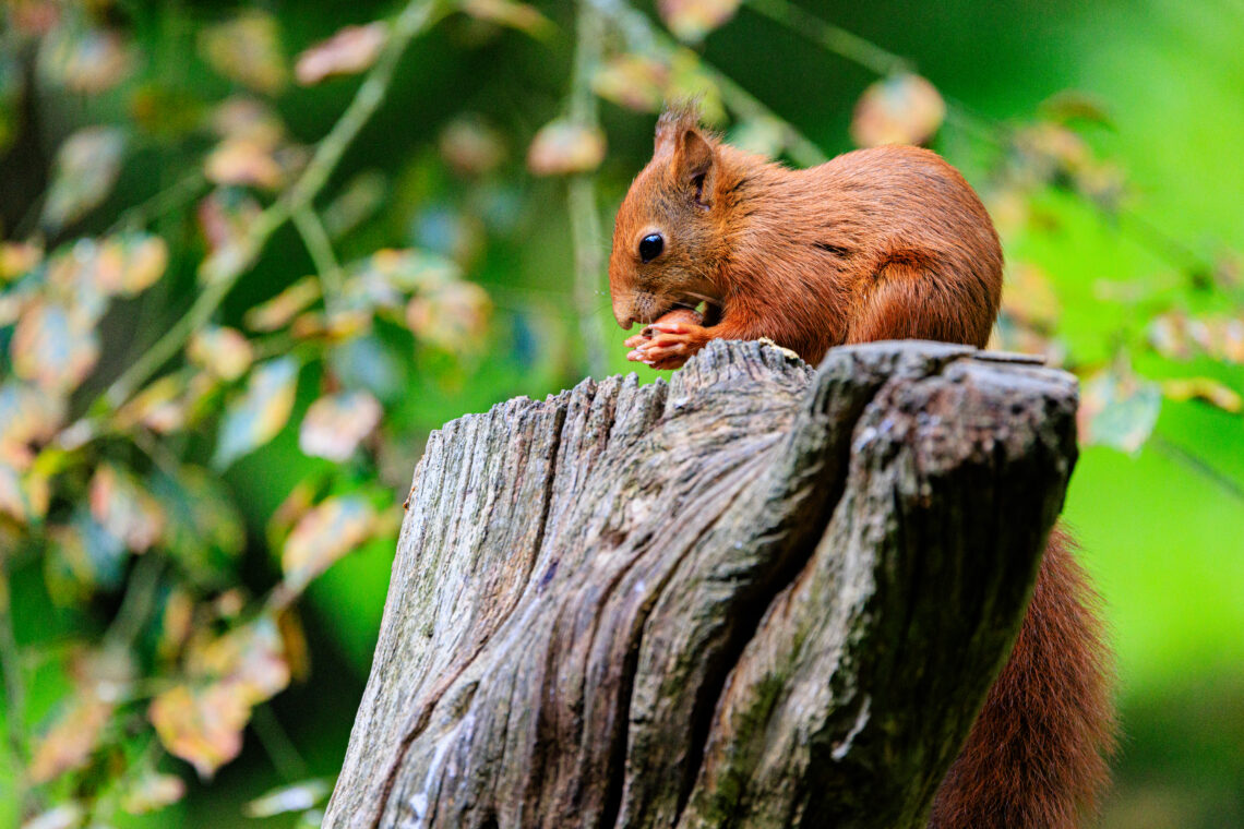 British Wildlife Centre - Red Squirrel