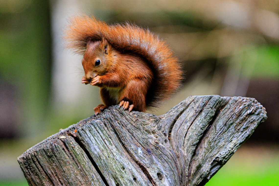 British Wildlife Centre - Red Squirrel