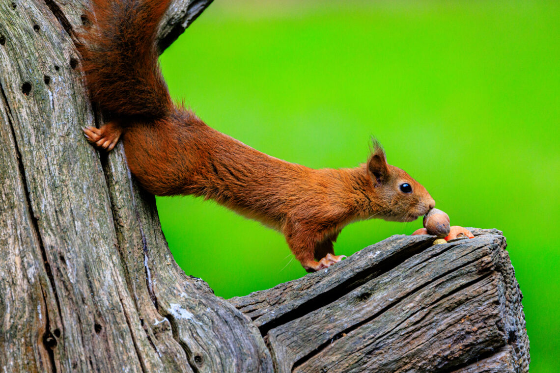 British Wildlife Centre - Red Squirrel