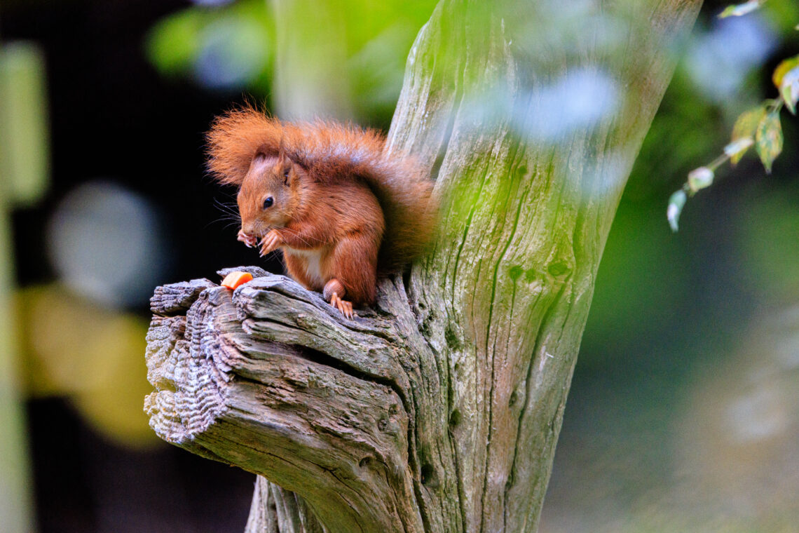 British Wildlife Centre - Red Squirrel