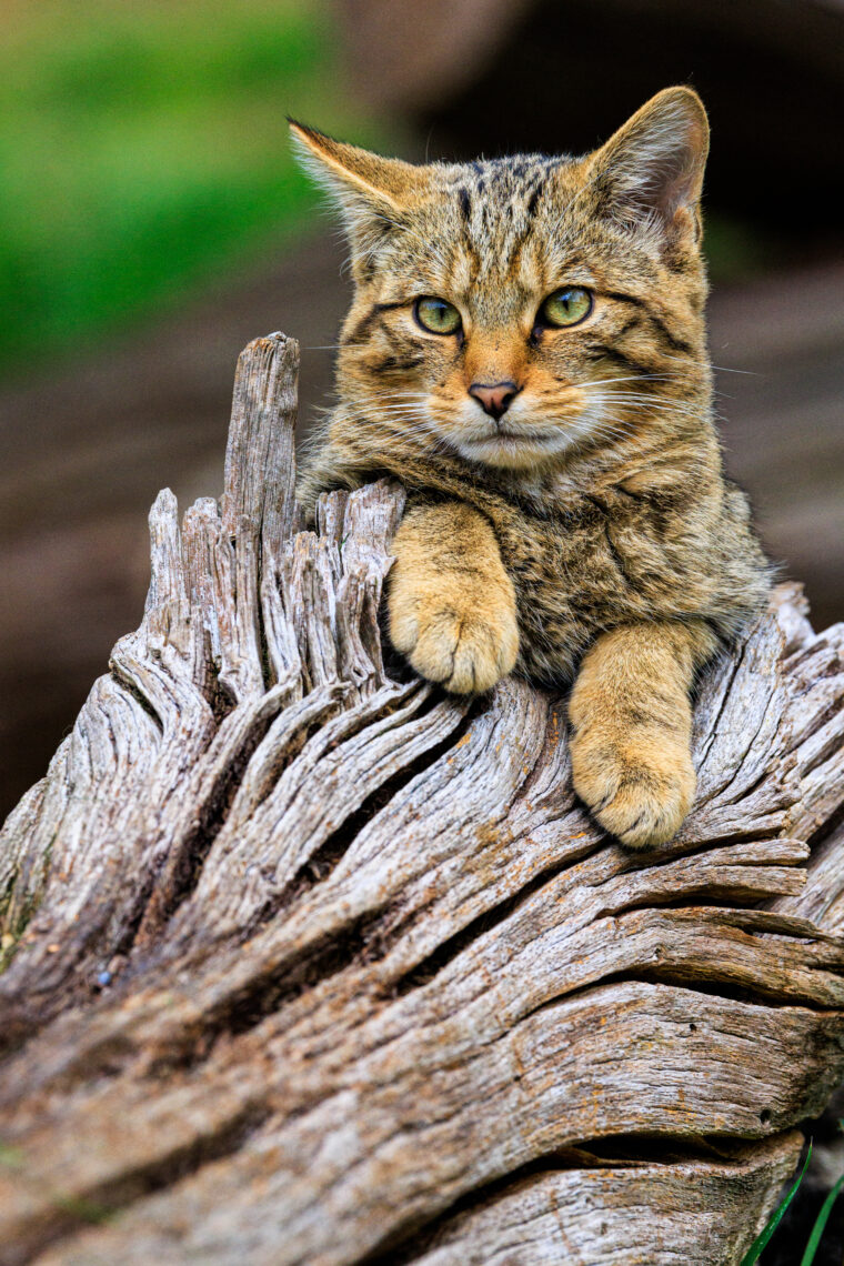 British Wildlife Centre - Wild Cat