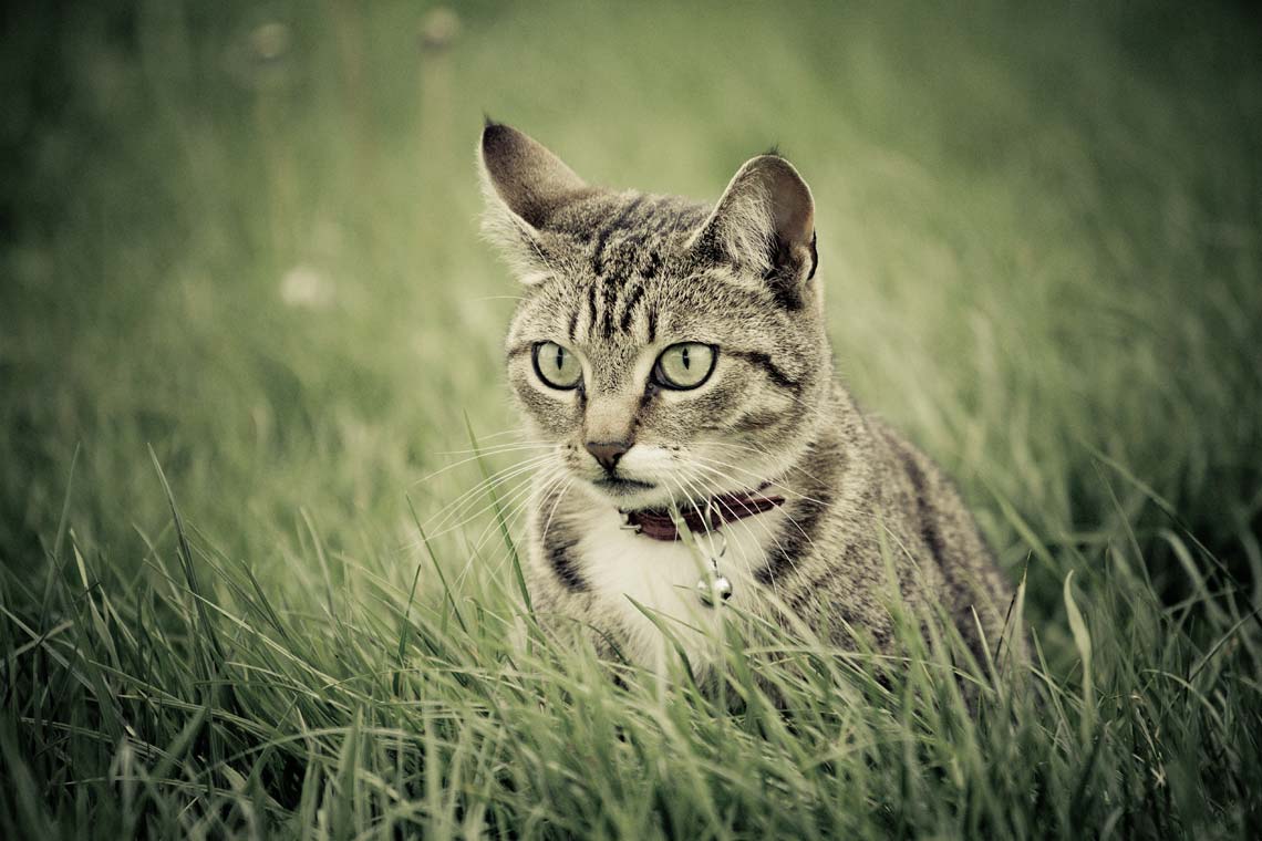 Cat Stalking her Prey in the Grass by Myles Noton