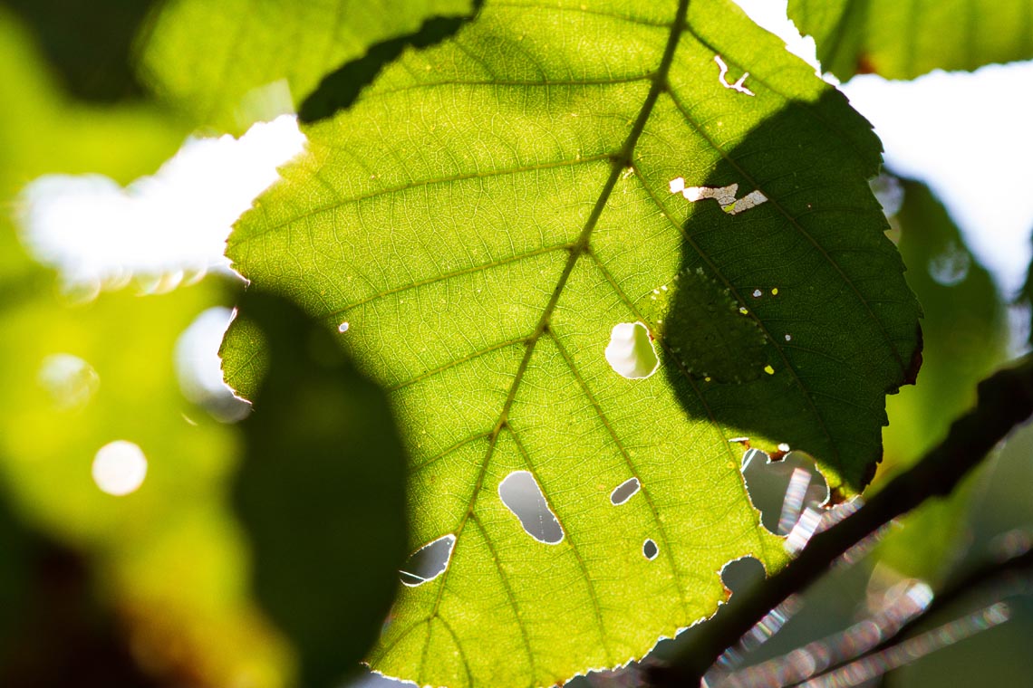 Leaf Veins by Myles Noton