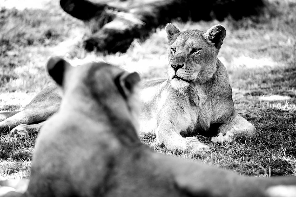 Lionesses in the Sun by Myles Noton