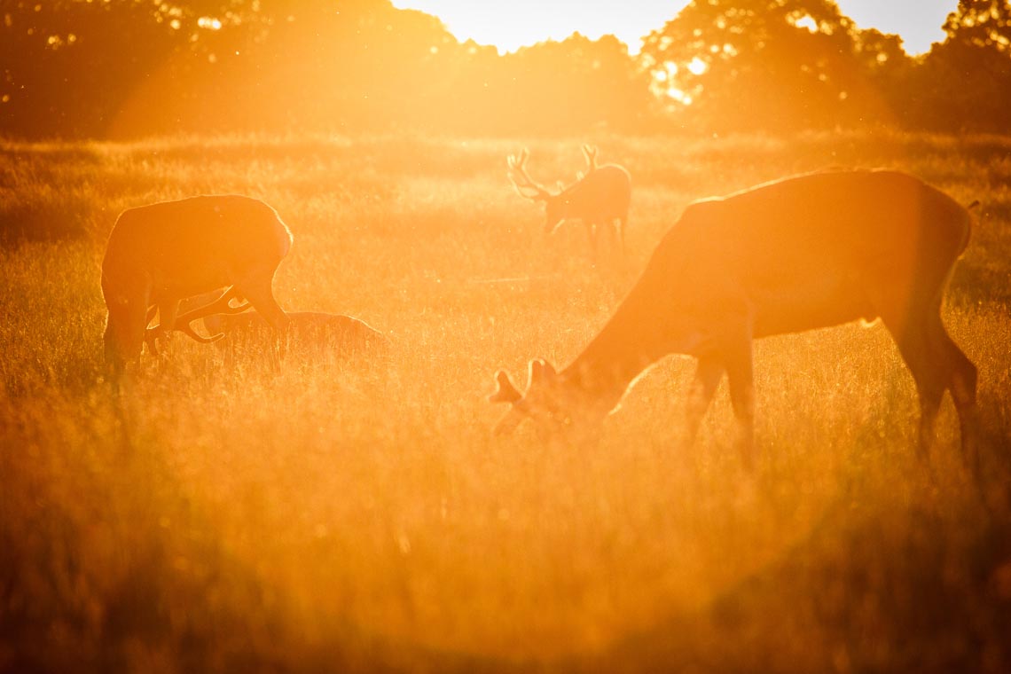 Deer in Richmond Park at Sunset by Myles Noton