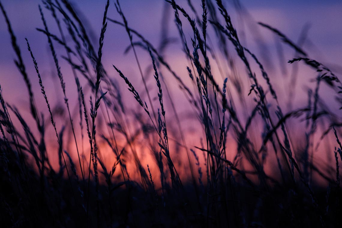 Sunset Grass by Myles Noton Sunset Grass by Myles Noton